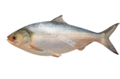 Hilsa